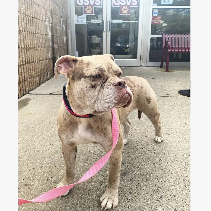 Garden State Veterinary Services Woodbridge Picture 9