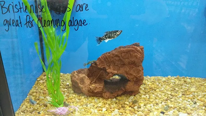 Petco Picture 6
