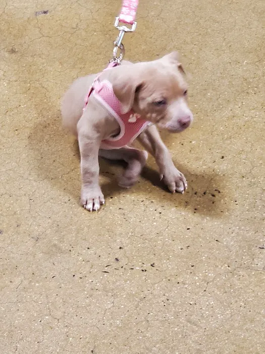 Banfield Pet Hospital Picture 6