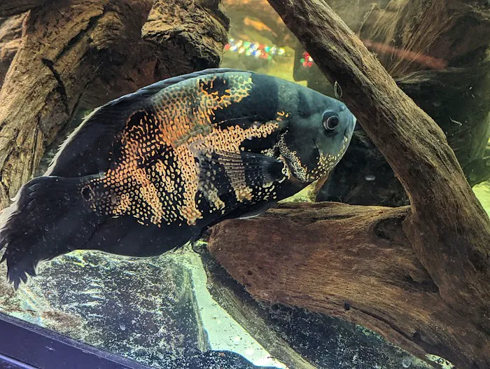 Easy Aquariums - Portsmouth Picture 3