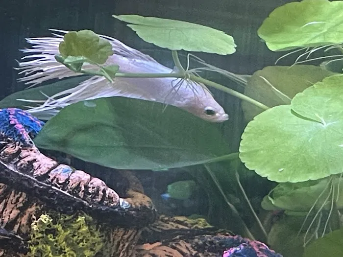Easy Aquariums - Portsmouth Picture 7
