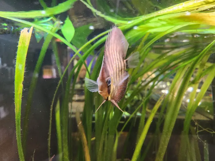 Easy Aquariums - Portsmouth Picture 4