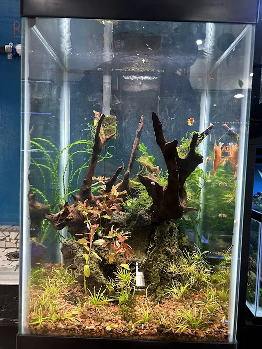 Easy Aquariums - Portsmouth Picture 8
