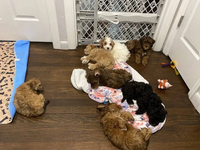 Woodbridge Veterinary Group Picture 2
