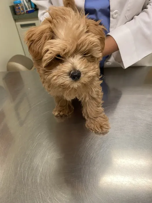 Woodbridge Veterinary Group Picture 6