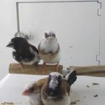 Petco