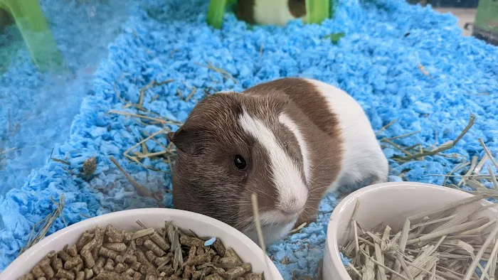 Petco Picture 6