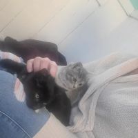 St Georges Veterinary Hospital: Mark Pamela M DVM ico