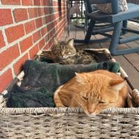 Pet Wants Portsmouth ico