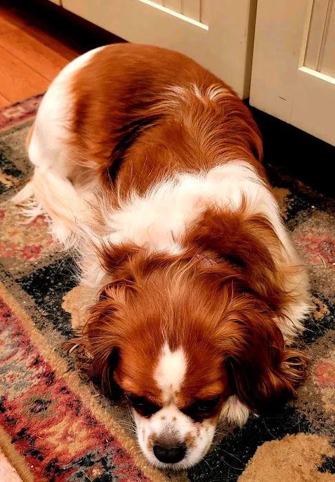 Cranford Animal Hospital Picture 1