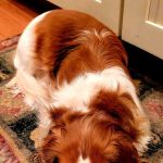 Cranford Animal Hospital