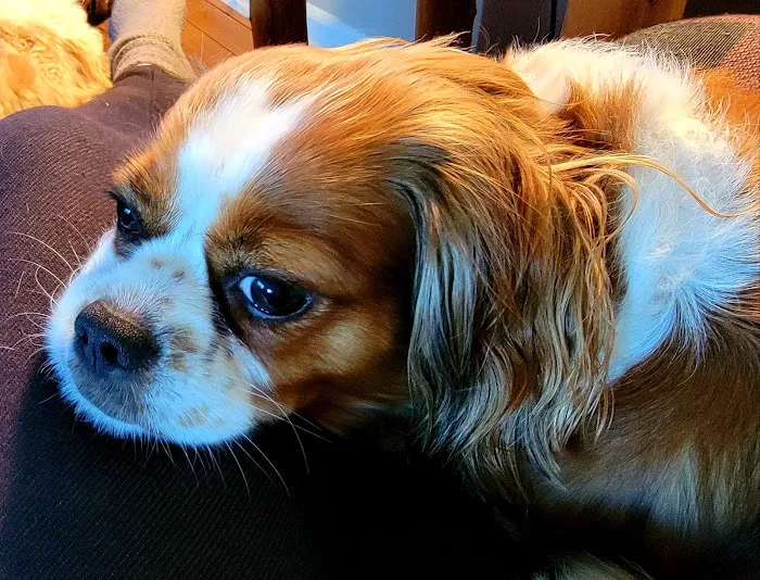 Cranford Animal Hospital Picture 8