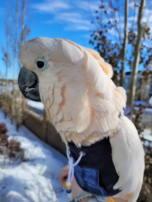 Avian Fashions Picture 2