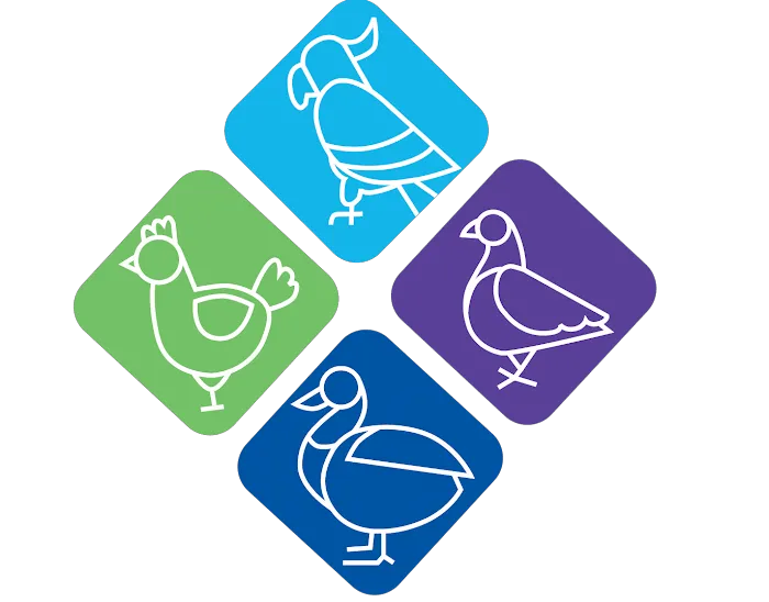 Avian Fashions Picture 3