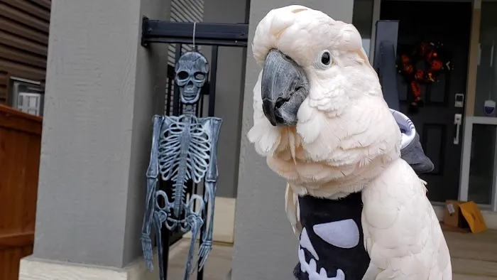 Avian Fashions Picture 1