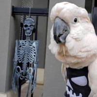 Avian Fashions ico