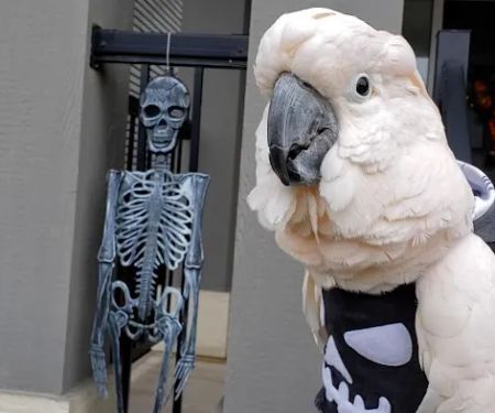 Avian Fashions