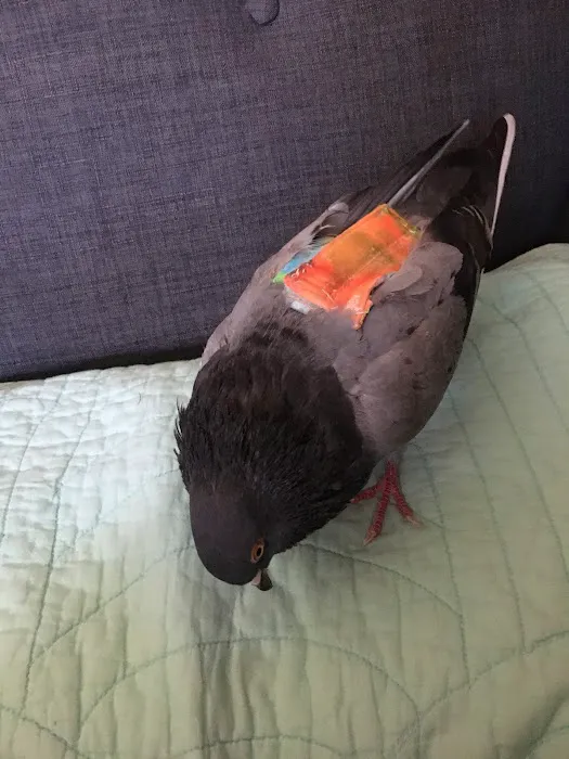 Avian Fashions Picture 6