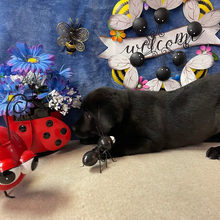 Pets Plus Inc Picture 4