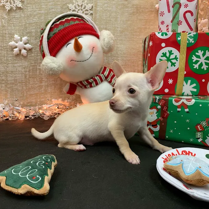 Pets Plus Inc Picture 6