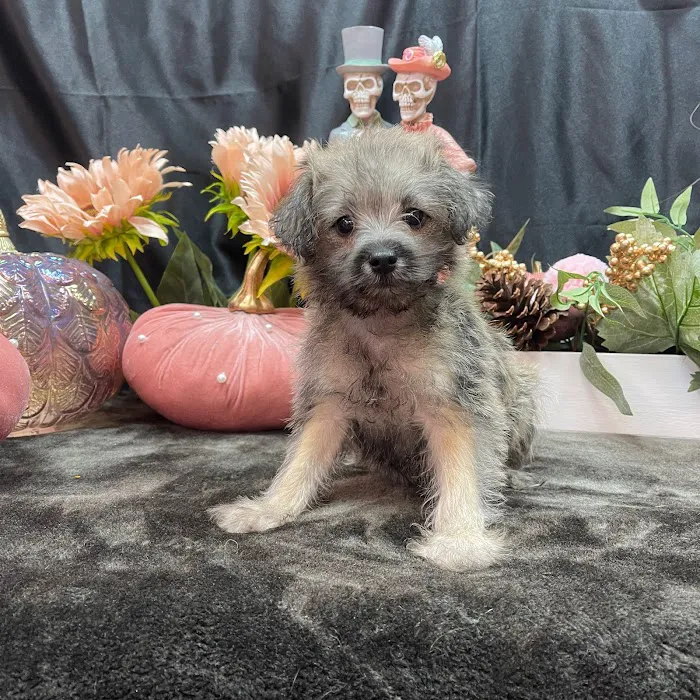 Pets Plus Inc Picture 10