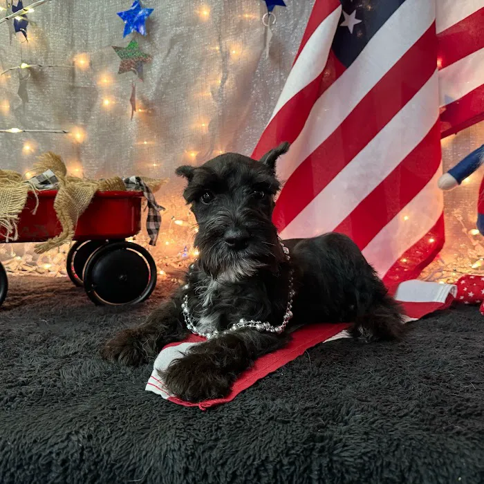 Pets Plus Inc Picture 9