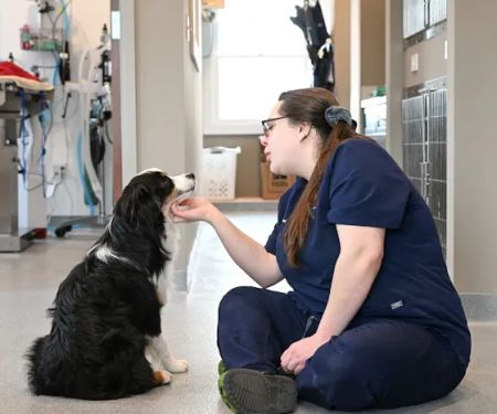 Symbios Animal Health