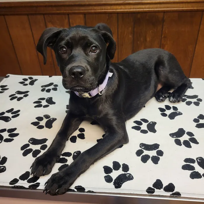 Madison Animal Hospital Picture 7