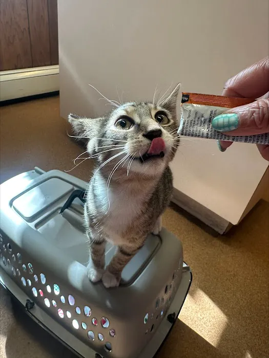 Madison Animal Hospital Picture 9