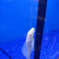 Pet Junction ico