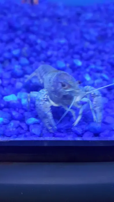 Pet Junction Picture 4