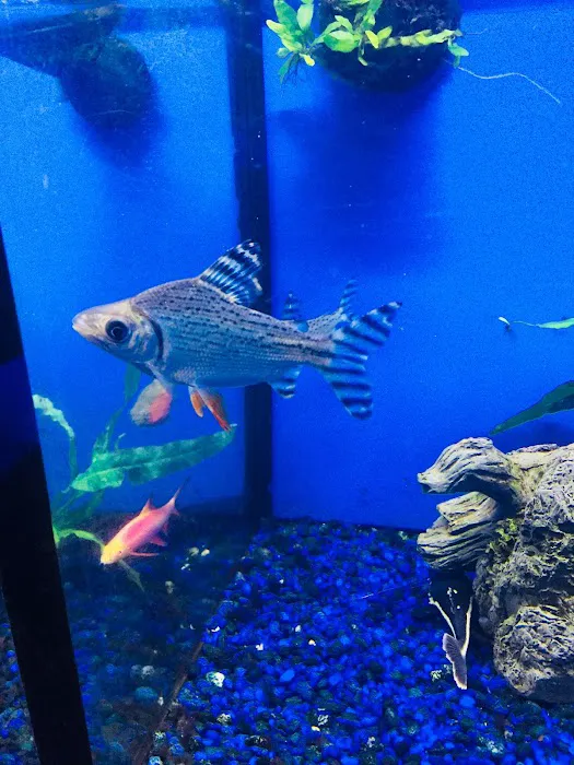 Pet Junction Picture 6