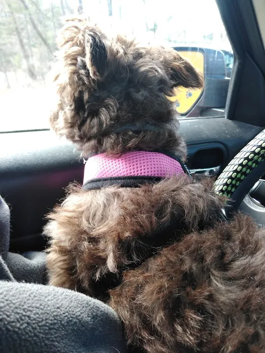 Pet Junction Picture 9