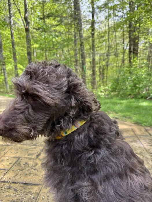 The Maine Pooch Picture 8