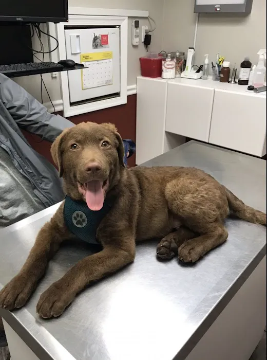 Lyons Veterinary Hospital Picture 1