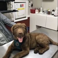 Lyons Veterinary Hospital ico