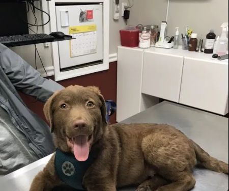 Lyons Veterinary Hospital