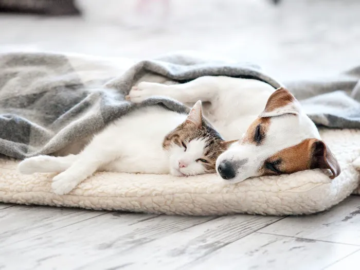 Summit Dog and Cat Hospital Picture 5