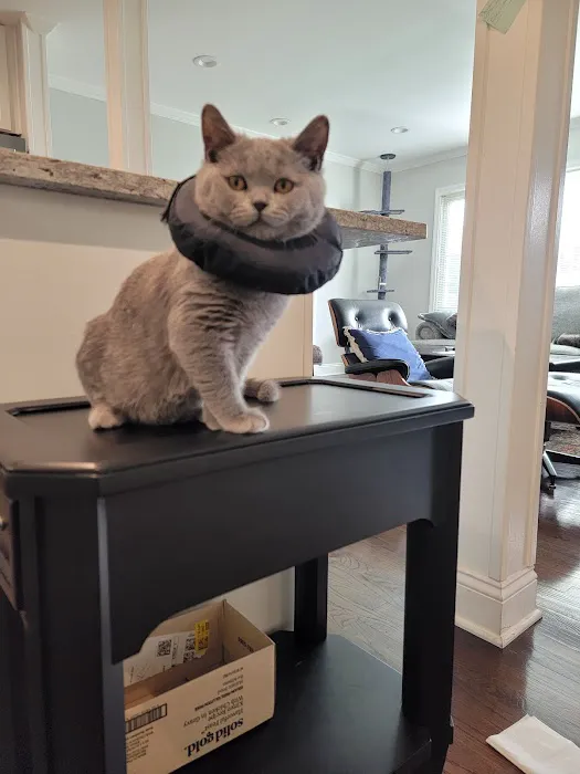 Summit Dog and Cat Hospital Picture 10