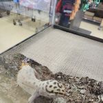Petco