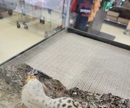 Petco