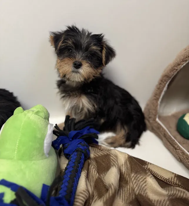 Puppy La Vie Puppies For Sale Picture 3