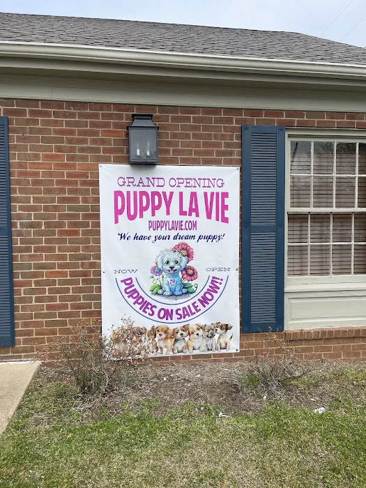 Puppy La Vie Puppies For Sale Picture 1