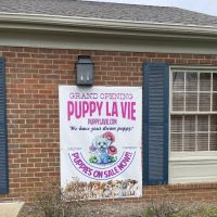 Puppy La Vie Puppies For Sale ico