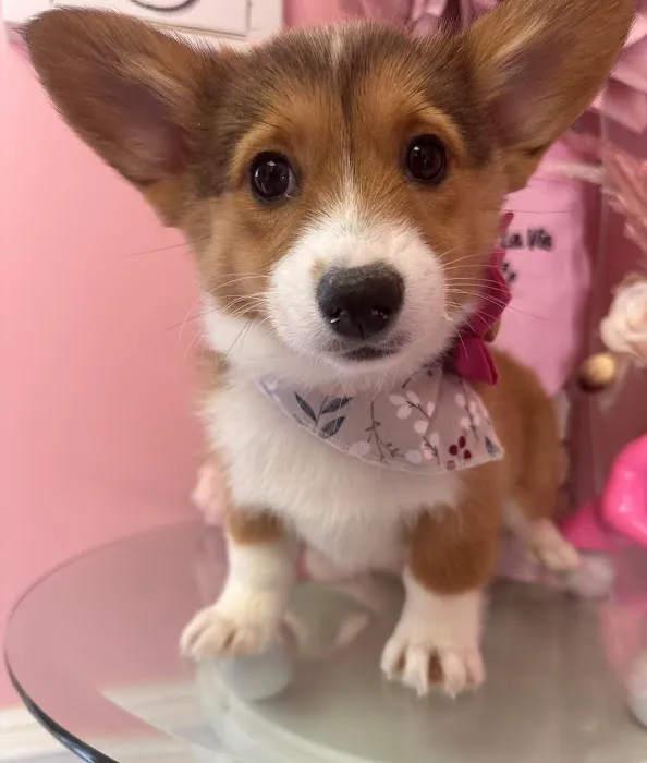 Puppy La Vie Puppies For Sale Picture 6