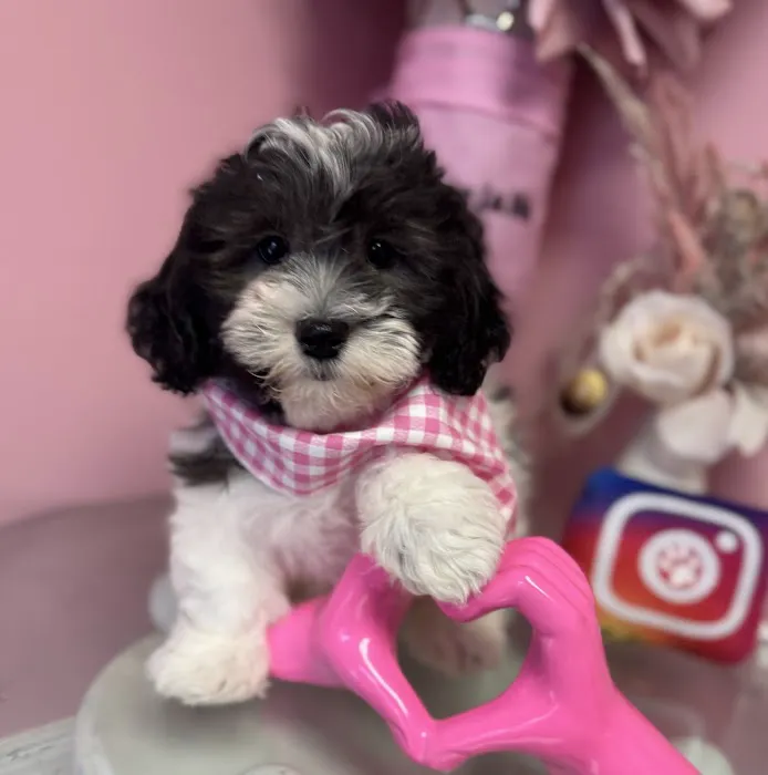 Puppy La Vie Puppies For Sale Picture 5