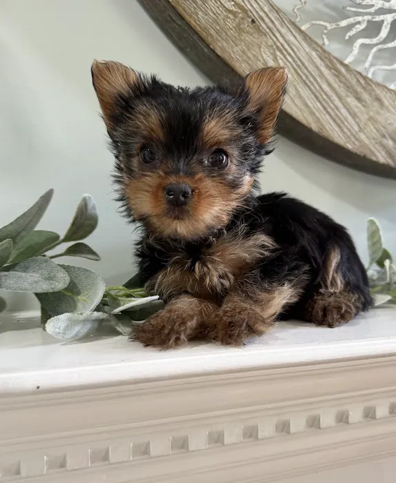 Puppy La Vie Puppies For Sale Picture 7
