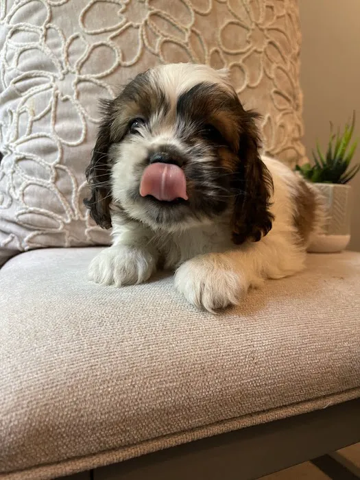 Puppy La Vie Puppies For Sale Picture 8