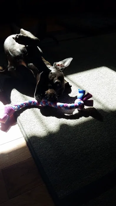 Super Dogs & Cats Picture 1