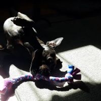 Super Dogs & Cats ico